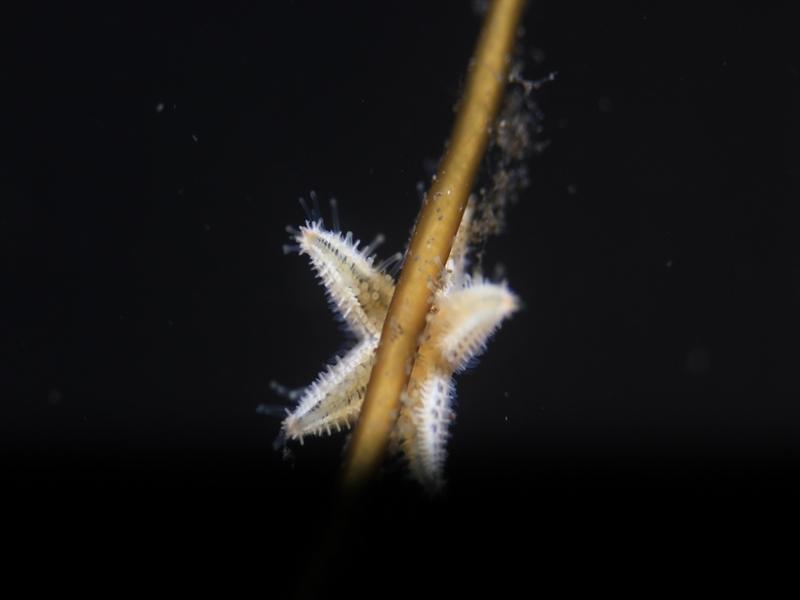 PADI Natdykker Speciale-PADI-Dykkeroplevelser