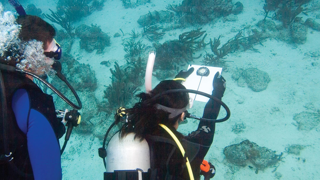 PADI Navigations Speciale-PADI-Dykkeroplevelser