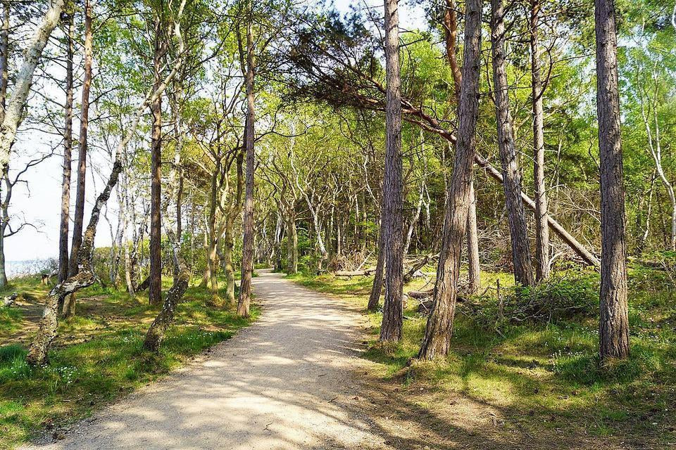 Hornbæk Plantage-Dykkeroplevelser