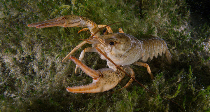 PADI Fiske Identifikation Speciale-PADI-Dykkeroplevelser